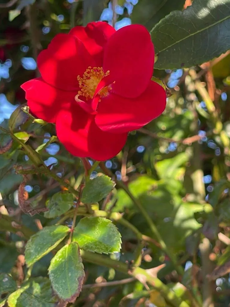 Ismerd meg a Havasalji rózsát (Rosa pendulina)! Fedezd fel a legfontosabb fajtáit, gondozási tippeket az ültetéshez és metszéshez, valamint a gyakori betegségekkel kapcsolatos tudnivalókat.