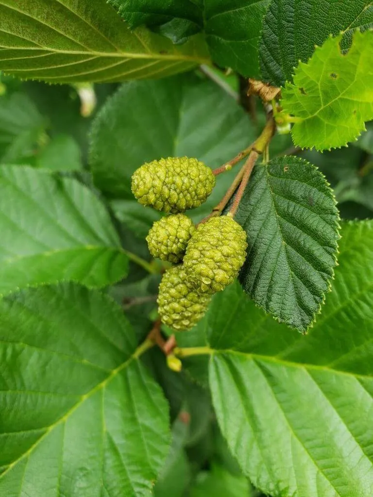 Ismerd meg a Havasi éger (Alnus alnobetula) főbb fajtáit, gondozási igényeit, teleltetési tippeket és kártevők elleni védekezést. Tudd meg hogyan kell helyesen ültetni és metszeni ezt a különleges növényt!