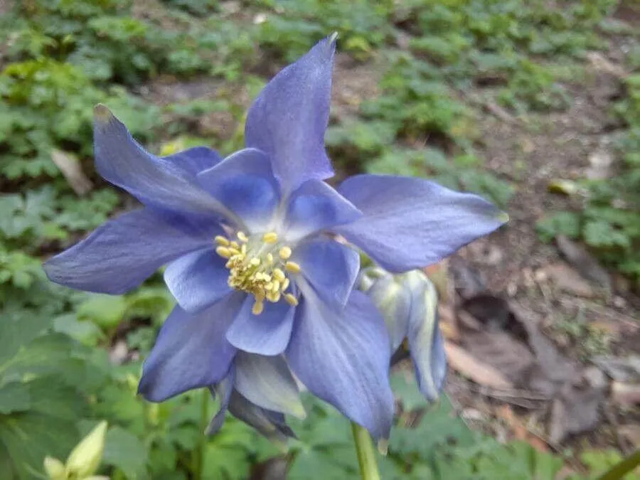 Ismerd meg a Havasi harangláb (Aquilegia alpina) fajtáit, gondozását és teleltetését. Tudd meg hogyan kell öntözni, átültetni és védekezni a kártevők ellen!