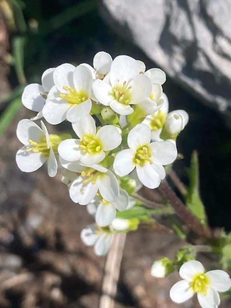 Ismerd meg a Havasi ikravirág (Arabis alpina) jellemzőit! Fedezd fel fajtáit (Alba, Rosea, Caucasica), gondozását, teleltetését és kártevőivel szembeni védekezést.