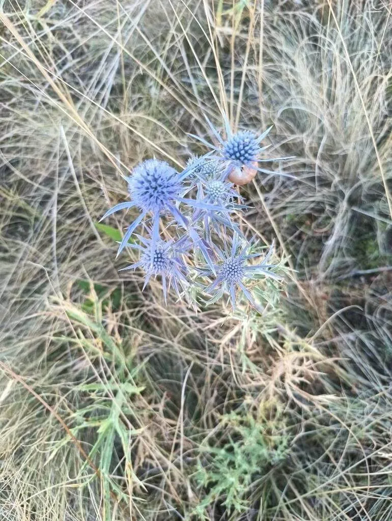 Havasi iringó (Eryngium alpinum): Fajtái, Gondozása és Betegségei Havasi iringó (Eryngium alpinum): Fajtái, Gondozása és Betegségei