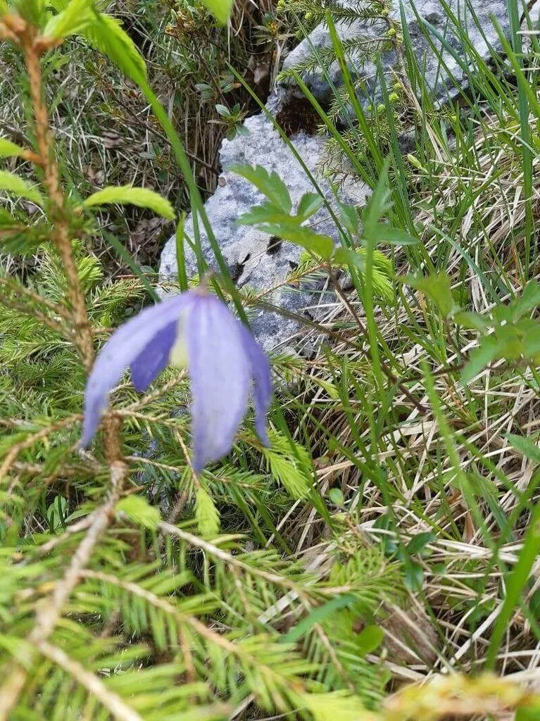 Havasi iszalag (Clematis alpina): Fajták, Ültetés, Metszés és Betegségek