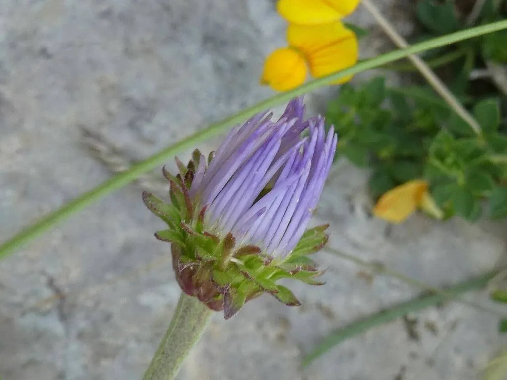 Ismerd meg a Havasi őszirózsát (Aster alpinus), annak fajtáit mint a kék, rózsaszín és fehér változat. Tudd meg hogyan kell ültetni, teleltetni és gondozni ezt az évelő növényt. Fedezd fel a leggyakoribb betegségeket és védekezési technikákat!