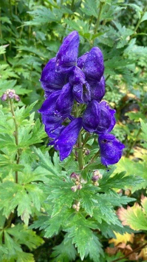 Ismerd meg a Havasi sisakvirág (Aconitum napellus) fajtáit és jellemzőit! Tudd meg hogyan kell gondozni, teleltetni, öntözni. Fedezd fel a gyakori kártevőket és betegségeket!