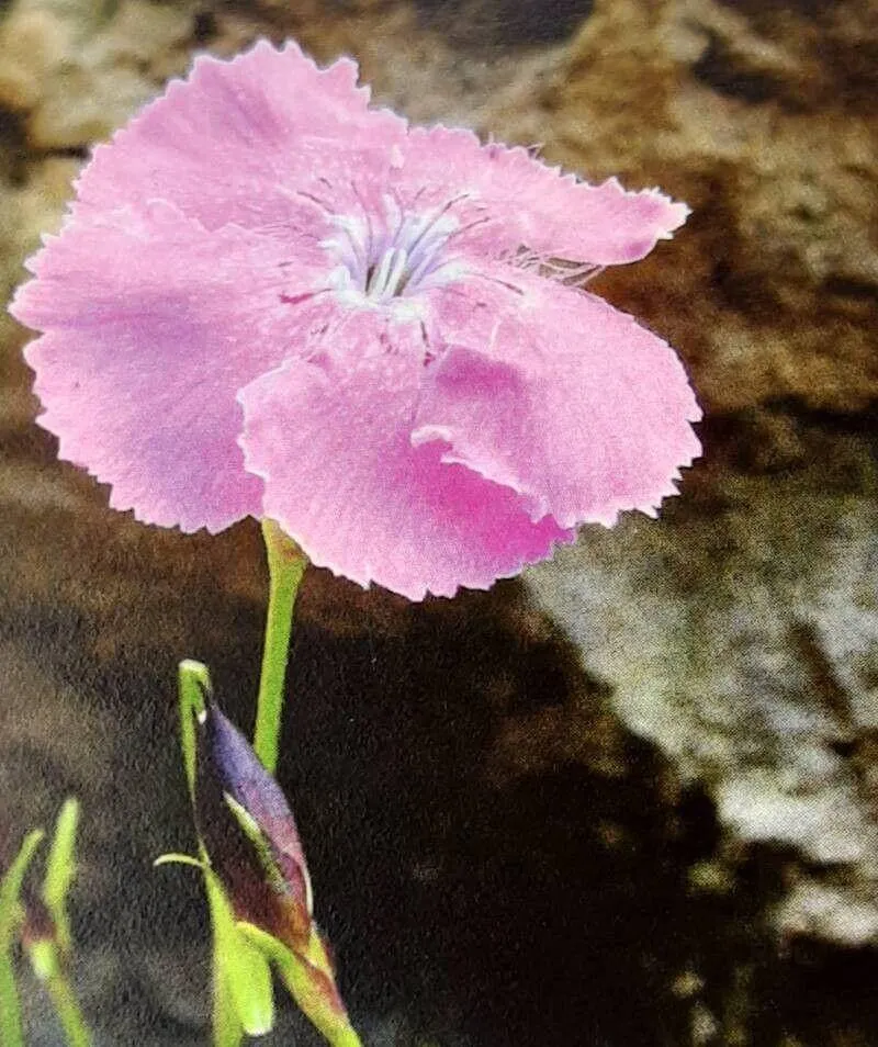 Havasi szegfű (Dianthus alpinus): fajtái, ültetése, metszése és betegségei