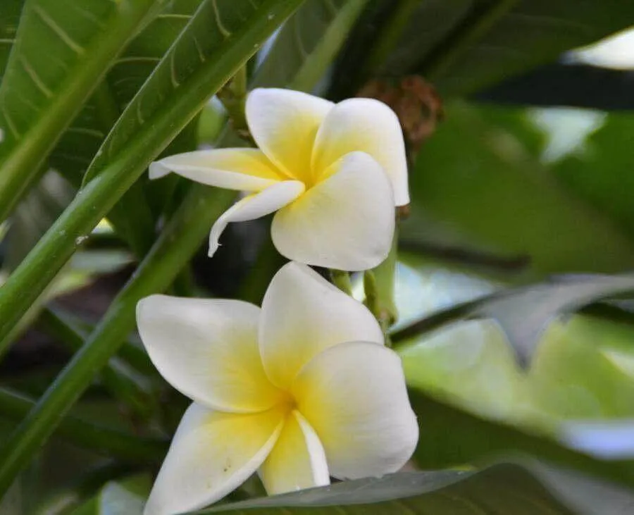 Fedezd fel a Hawaii rózsát (Plumeria alba)! Ismerd meg fajtáit, gondozását, teleltetését és szaporítását. Tudd meg hogyan védekezz a kártevők ellen!