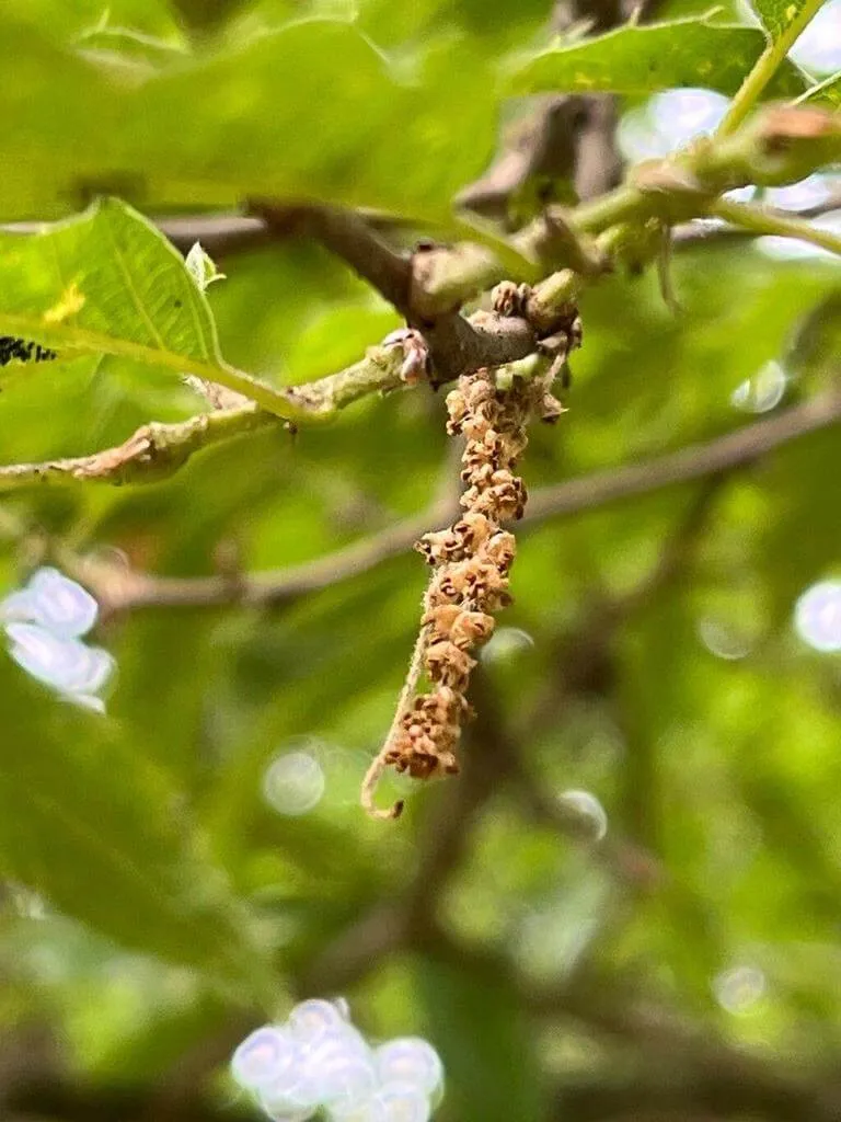 Ismerd meg a Hegyeslevelű tölgy (Quercus acutissima) fajtáit és jellemzőit! Tudd meg hogyan kell gondozni, ültetni és védekezni a kártevők ellen.