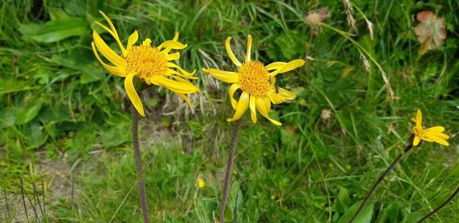 Ismerd meg a Hegyi árnikát (Arnica montana)! Fedezd fel fajtáit, gondozását, ültetését és a leggyakoribb betegségeket. Tudd meg hogyan öntözzük és metsszük ezt a gyönyörű gyógynövényt!