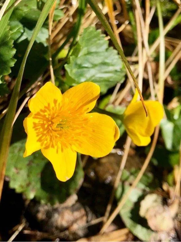 Ismerd meg a Hegyi boglárkát (Ranunculus montanus)! Fedezd fel fajtáit, gondozását, teleltetését és gyakori betegségeit. Tudd meg hogyan kell ültetni és szaporítani ezt a gyönyörű növényt!