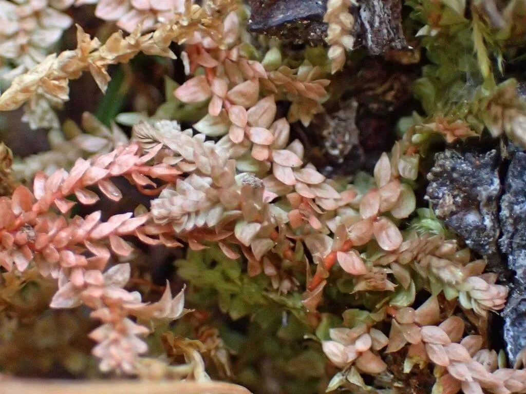 Ismerd meg a Hegyi csipkeharaszt (Selaginella helvetica) fajtáit, gondozását és teleltetését. Tudd meg a legjobb öntözési módszereket és a gyakori kártevőket is!