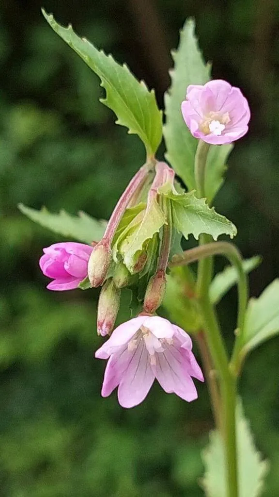 Fedezd fel a Hegyi füzikét (Epilobium montanum)! Ismerd meg jellemzőit, gondozását, teleltetését és a leggyakoribb kártevőket. Tudd meg hogyan kell ültetni és szaporítani ezt a gyönyörű évelőt!