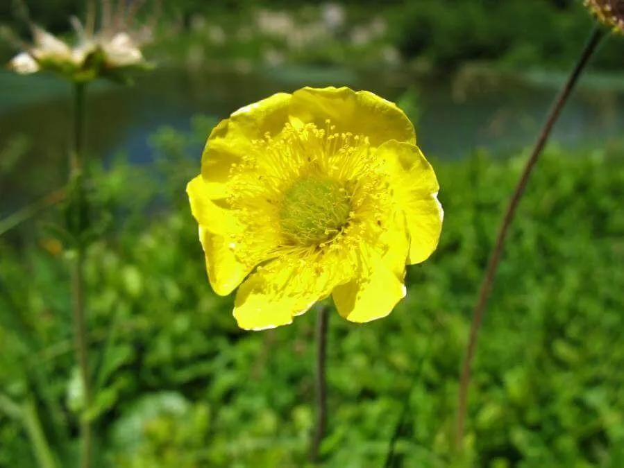 Fedezd fel a Hegyi gyömbérgyökér (Geum aleppicum) fajtáit és jellemzőit! Tudd meg hogyan kell gondozni, teleltetni és öntözni. Ismerd meg az átültetés módját és a legjobb metszési technikákat!