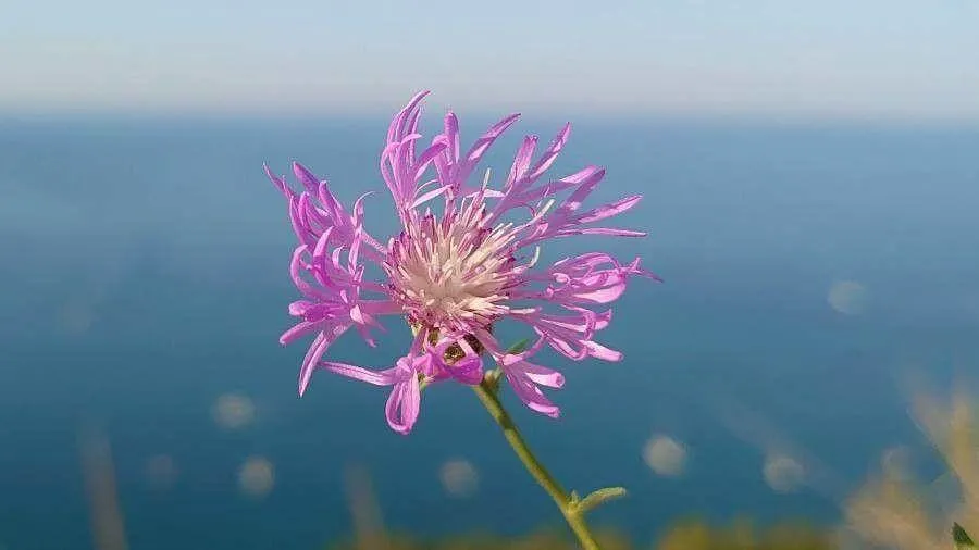 Ismerd meg a Hegyi imolát (Centaurea montana)! Fedezd fel fajtáit, gondozási tippeket, teleltetését és a leggyakoribb kártevőket. Tudd meg hogyan kell helyesen ültetni!