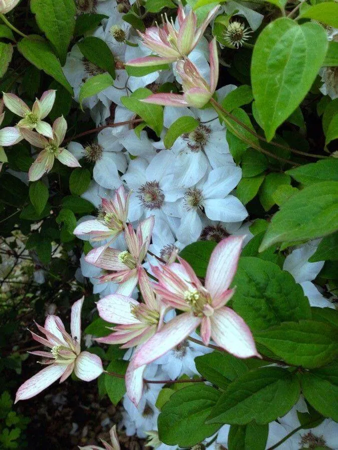 Ismerd meg a Hegyi iszalag (Clematis montana) csodálatos fajtáit mint a Rubens és Mayleen, valamint tudd meg hogyan kell helyesen ültetni, gondozni és teleltetni ezt a gyönyörű növényt. Olvasd el kártevők elleni védekezési tippeinket!