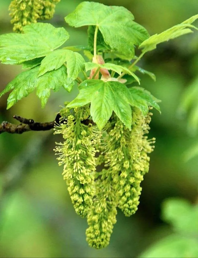 Ismerd meg a Hegyi juhar (Acer pseudoplatanus) fajtáit mint az Atropurpureum és Variegatum, gondozási módszereit, teleltetését, öntözési technikákat. Tudd meg hogyan szaporíthatod legegyszerűbben!