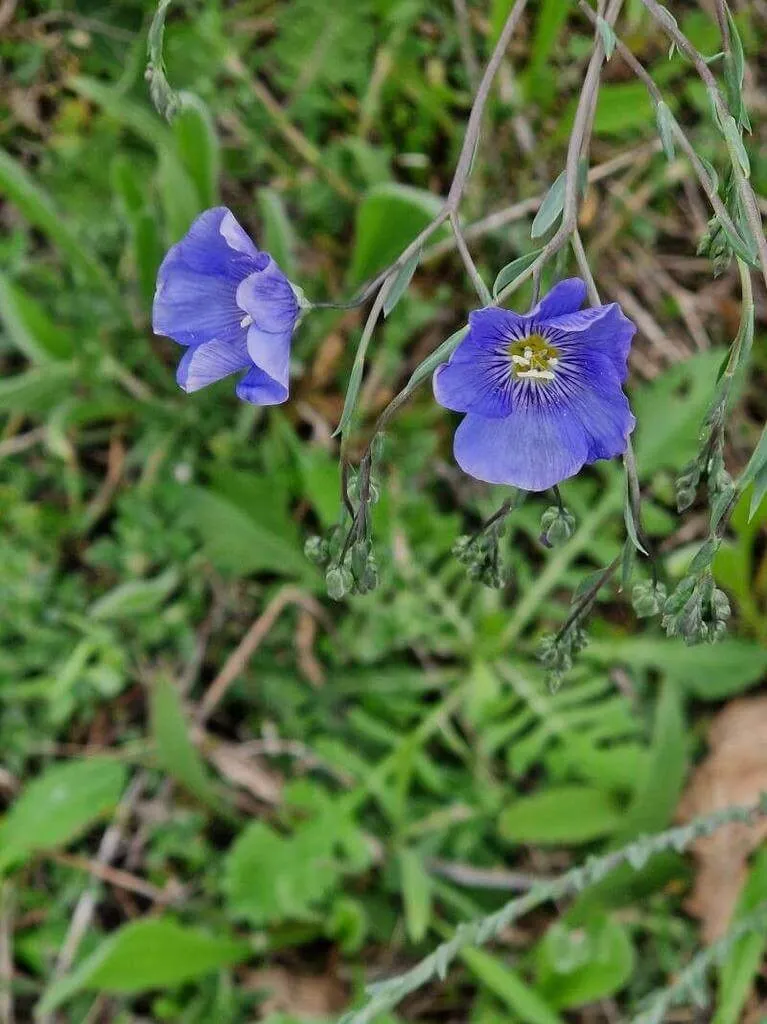 Hegyi len (Linum austriacum): Fajtái, Gondozása, Ültetése és Betegségei