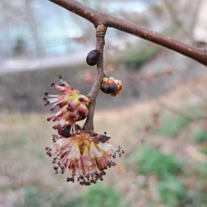 Ismerd meg a Hegyi szil (Ulmus glabra) fajtáit, gondozását és teleltetését. Tudd meg hogyan kell öntözni, metszeni és védekezni a kártevők ellen!