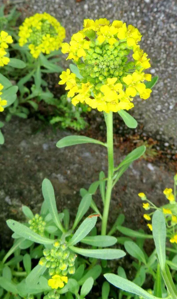 Ismerd meg a Hegyi ternyét (Alyssum montanum)! Fedezd fel fajtáit, gondozási tippeket, teleltetési módszereket és gyakori betegségeit. Tudd meg hogyan kell helyesen ültetni és szaporítani!