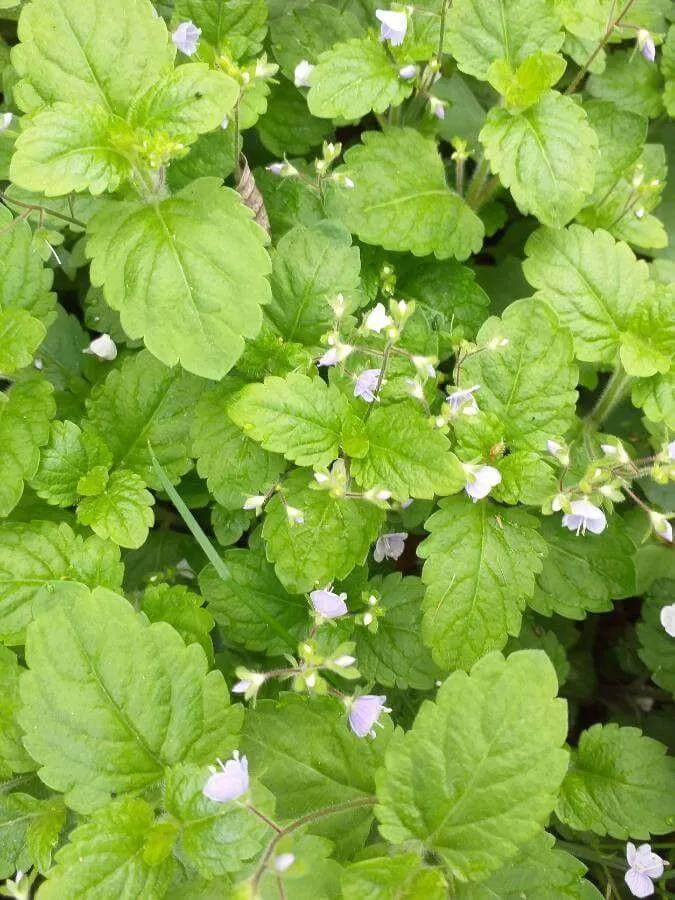 Ismerd meg a Hegyi veronikát (Veronica montana)! Fedezd fel fajtáit mint Georgia Blue és Pink Charm, gondozási igényeit, teleltetési módszereit. Tudd meg hogyan kell ültetni és szaporítani ezt a gyönyörű évelőt!