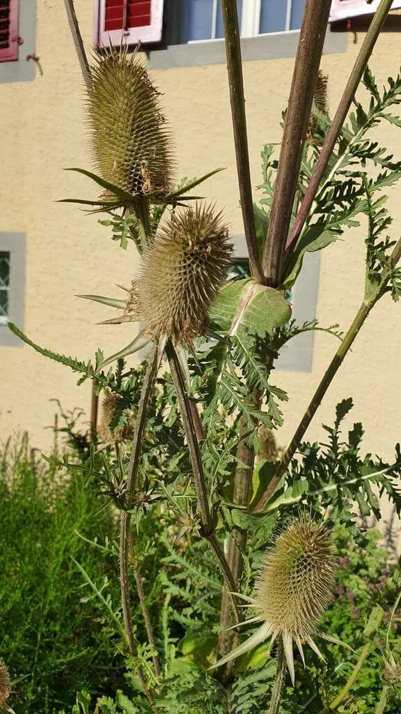 Ismerd meg a Héjakút mácsonyát (Dipsacus laciniatus)! Fedezd fel fajtáit, gondozási tippeket az ültetéshez és metszéshez. Tudd meg a leggyakoribb betegségeit és hogyan védekezz ellenük!