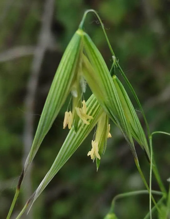 Héla zab (Avena fatua): Fajtái, Gondozása, Ültetése és Betegségei