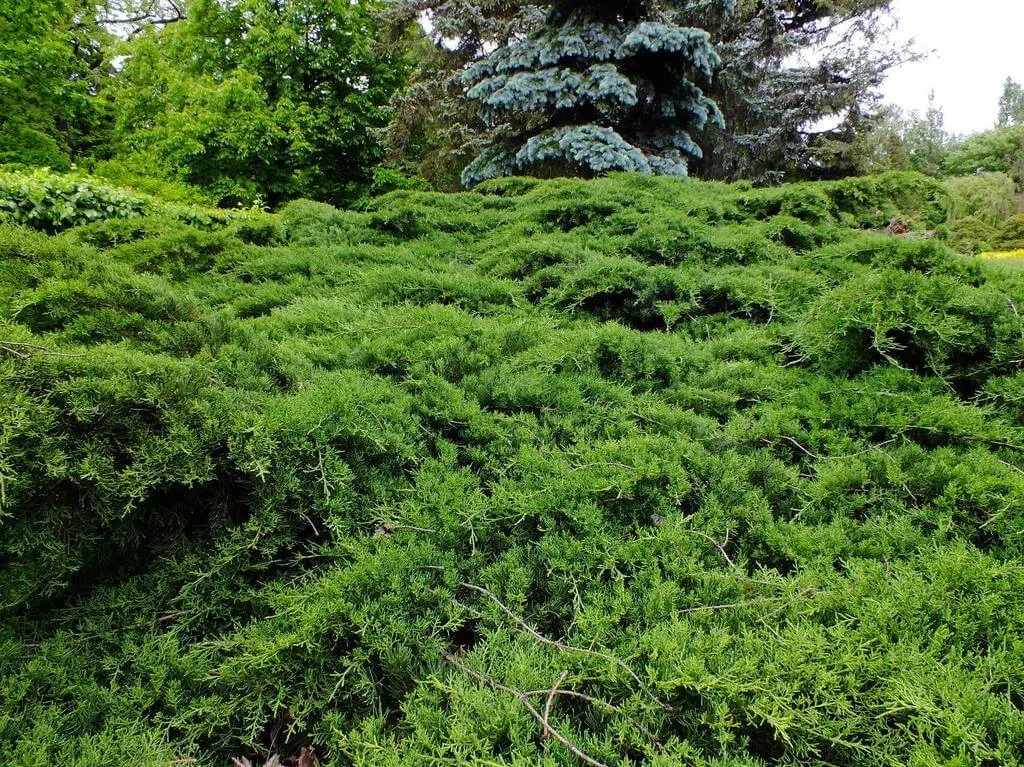 Ismerd meg a Henye borókát (Juniperus horizontalis)! Fedezd fel fajtáit, gondozási igényeit, teleltetési módszereit és a leggyakoribb kártevőket. Tudd meg hogyan kell ültetni és szaporítani ezt a csodálatos növényt!