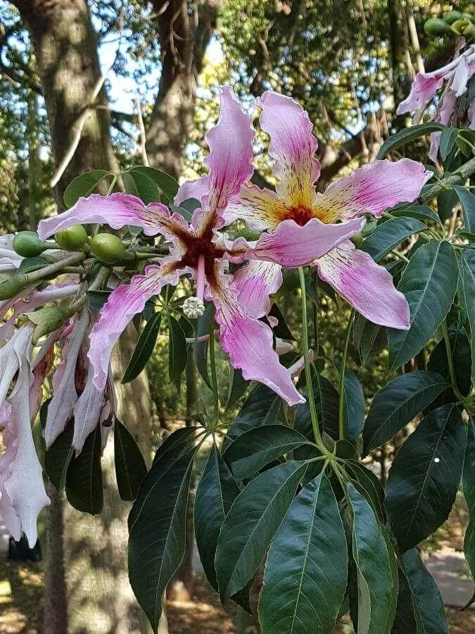 Hernyóselyemfa (Ceiba speciosa): Fajtái, Ültetése, Metszése és Betegségei