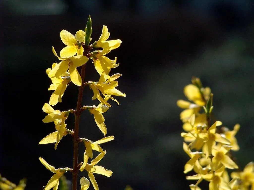 Ismerd meg a Hibrid aranycserjét! Fedezd fel fajtáit mint a Lynwood Gold és Spring Glory, gondozási igényeit, metszési technikáit. Tudd meg hogyan védd meg a kártevőktől és betegségektől!