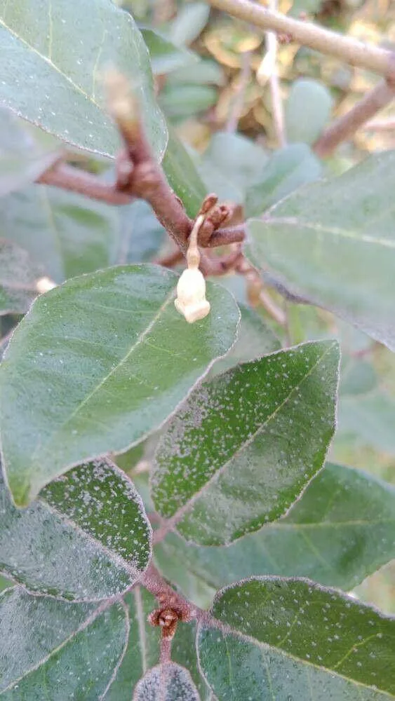 Hibrid ezüstfa (Elaeagnus × submacrophylla): Fajták, Gondozás, Ültetés és Betegségek