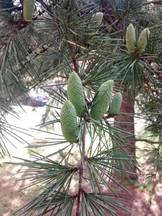 Ismerd meg a Himalájai cédrust (Cedrus deodara) - fajtáit mint a Feather Duster és Golden Horizon, gondozási titkait, teleltetési módszereit. Tudd meg az öntözés és talajtakarítás fontosságát!