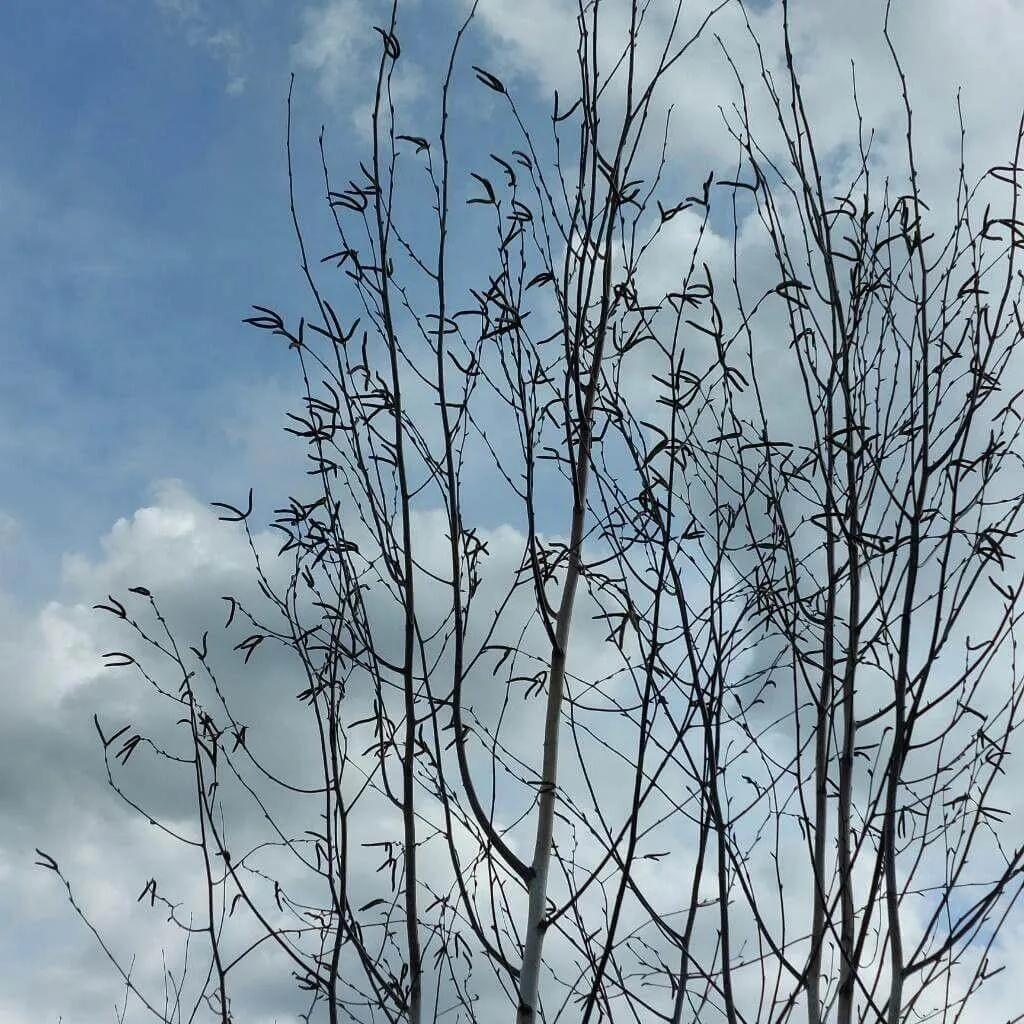 Fedezd fel a Himalájai nyír (Betula utilis) fajtáit, gondozását és telelésének titkait! Tudd meg a megfelelő öntözési módszereket és kártevők elleni védekezést.