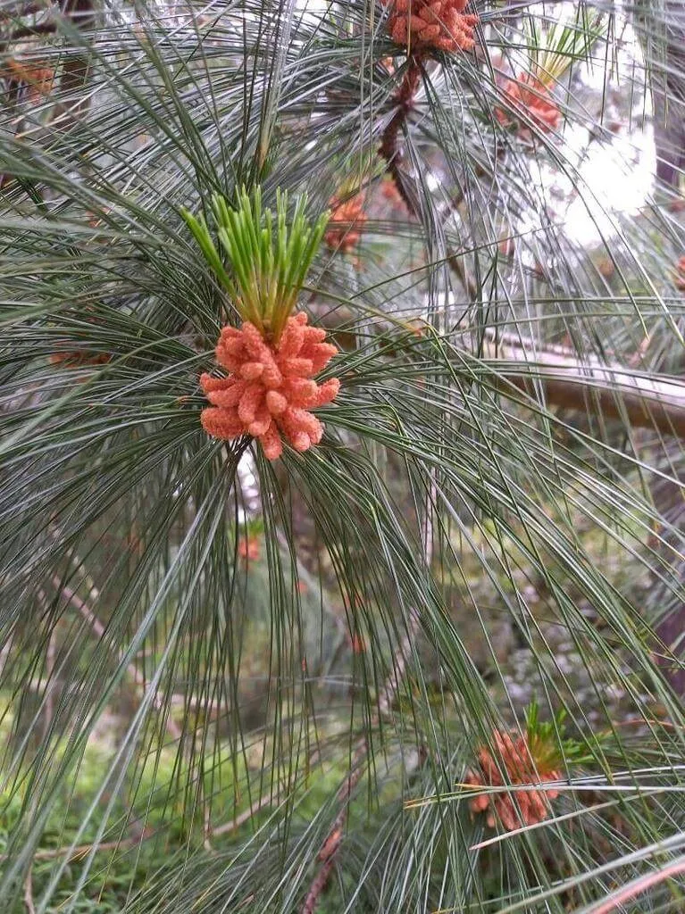Himalájai selyemfenyő (Pinus wallichiana): fajták, ültetés, metszés és betegségek Himalájai selyemfenyő (Pinus wallichiana): fajták, ültetés, metszés és betegségek