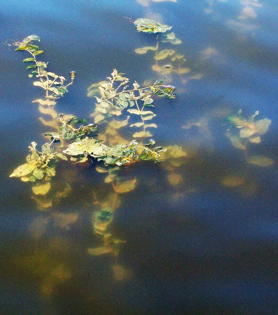 Ismerd meg a Hínáros békaszőlőt (Potamogeton perfoliatus)! Fedezd fel fajtáit, gondozási igényeit, teleltetését és a leggyakoribb kártevőket. Tudd meg hogyan kell helyesen ültetni és szaporítani!