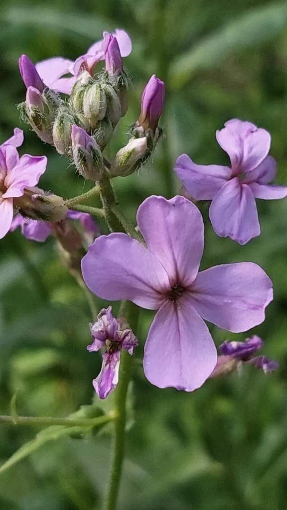 Ismerd meg a Hölgyestikét (Hesperis matronalis)! Tudd meg a fajtáit, hogyan kell ültetni és metszeni. Fedezd fel az öntözési módszereket és a gyakori betegségeket!