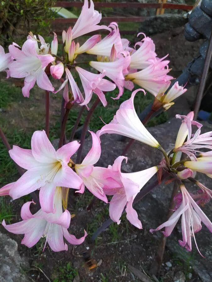 Ismerd meg a Hölgyliliom (Amaryllis belladonna) fajtáit, gondozási módszereit, teleltetését és leggyakoribb kártevőit. Tudd meg hogyan kell helyesen öntözni és metszeni ezt a gyönyörű virágot!