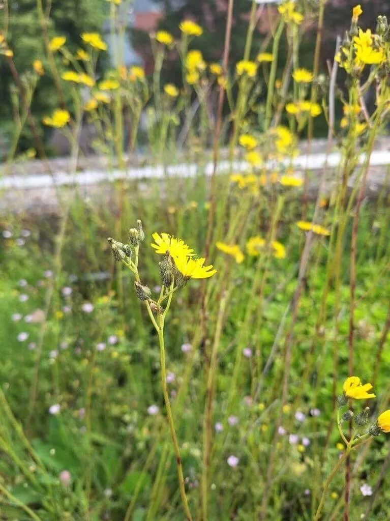 Ismerd meg a Hölgymál (Pilosella cymosa) különböző fajtáit, gondozási igényeit, teleltetését és kártevőivel szembeni védekezést. Tudd meg hogyan kell helyesen ültetni és metszeni ezt a gyönyörű növényt!