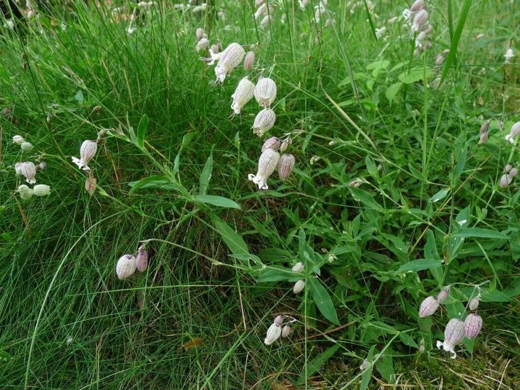 Ismerd meg a Hólyagos habszegfű (Silene vulgaris) fajtáit és jellemzőit! Tudd meg hogyan kell gondozni, teleltetni és szaporítani ezt a különleges növényt. Kártevők elleni védekezés és metszési technikák.