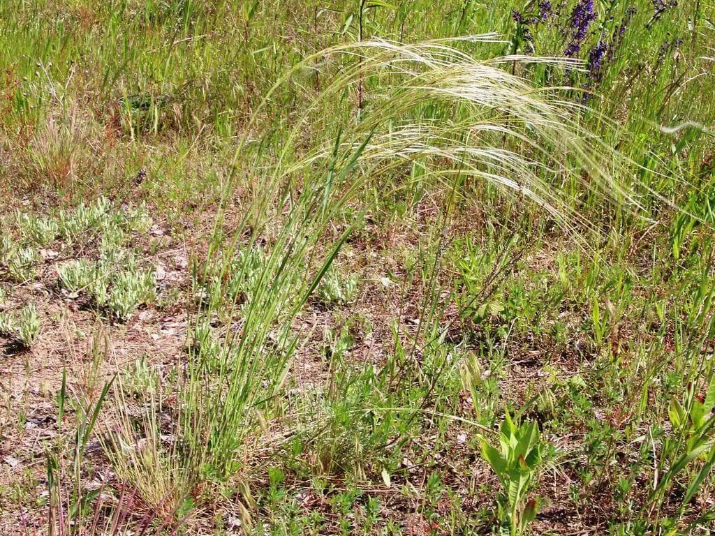 Fedezd fel a Homoki árvalányhajat (Stipa borysthenica) - a különböző fajtákat, az ültetési és gondozási tippeket. Ismerd meg a teleltetés titkait és védekezési technikáit is!