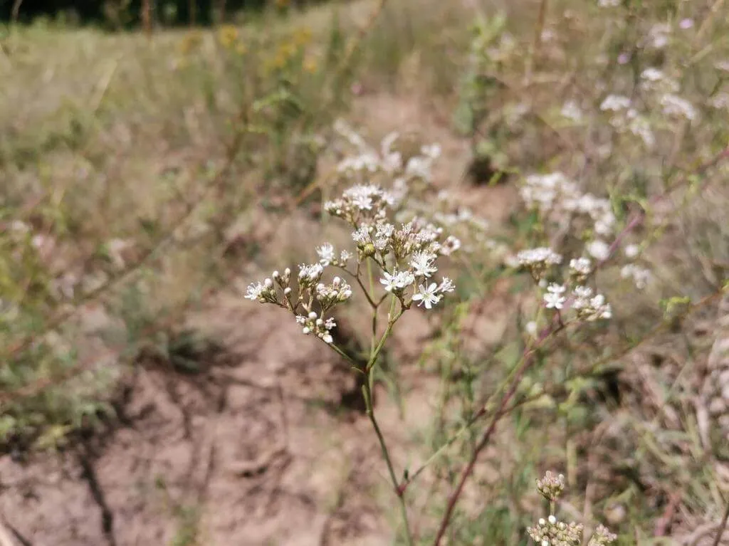 A Homoki fátyolvirág (Gypsophila fastigiata) egy különleges évelő növény. Ismerd meg fajtáit (Rosea és Alba), gondozási igényeit, teleltetési módszereit, öntözést és kártevők elleni védekezést!