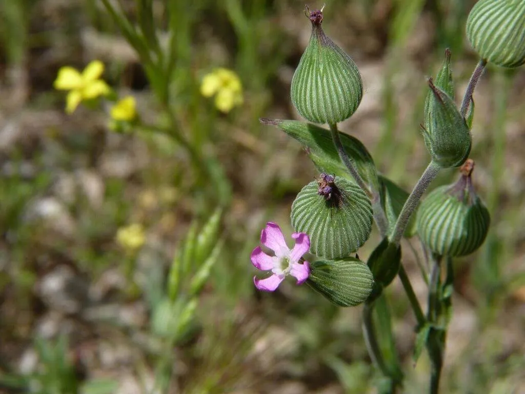 Ismerd meg a Homoki habszegfűt (Silene conica)! Fedezd fel fajtáit, gondozási módszereit, teleltetési tippeket és kártevőkkel való védekezést. Tudd meg hogyan kell helyesen öntözni és metszeni!