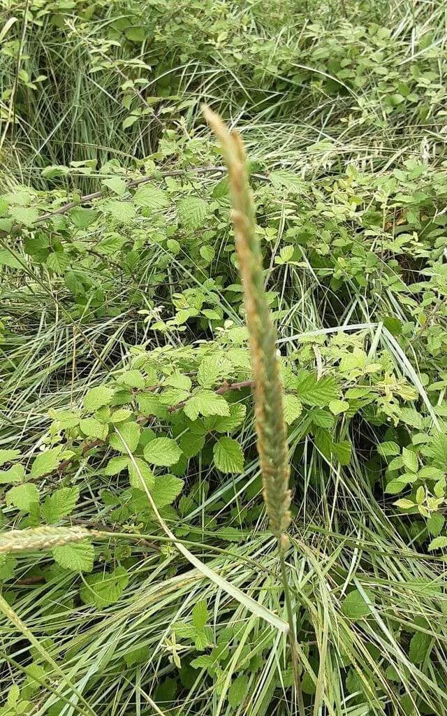 Ismerd meg a Homoki hajperje (Leymus arenarius) fajtáit, gondozását és teleltetését! Tudd meg az öntözési módszereket és a kártevők elleni védekezést is.