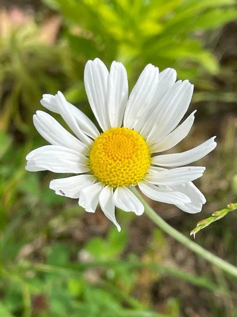 Ismerd meg a Homoki pipitér (Anthemis ruthenica) fajtáit és jellemzőiket! Tudd meg a gondozási módszereket, teleltetési technikákat, öntözési igényeket és gyakori betegségeket.