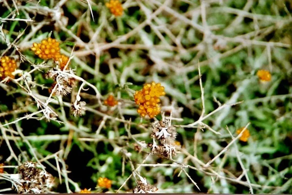 Ismerd meg a Homoki szalmagyopárt (Helichrysum arenarium)! Fedezd fel fajtáit, gondozási igényeit, teleltetését és a leggyakoribb betegségeket. Tudd meg hogyan locsold megfelelően!