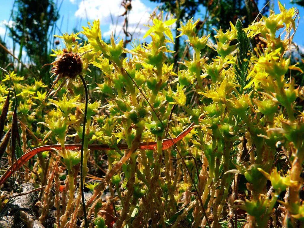 Ismerd meg a Homoki varjúháj (Sedum urvillei) fajtáit, gondozási módszereit, teleltetési technikáit és kártevők elleni védekezést. Tudd meg mikor érdemes metszeni!