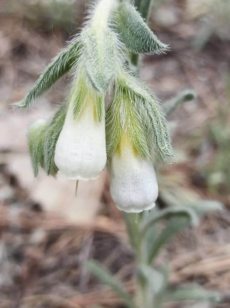 Ismerd meg a Homoki vértőt (Onosma arenaria) - fajtáit, ültetési igényeit, öntözési módszereit és gyakori betegségeit. Tudd meg hogyan kell teleltetni és metszeni ezt a különleges növényt!