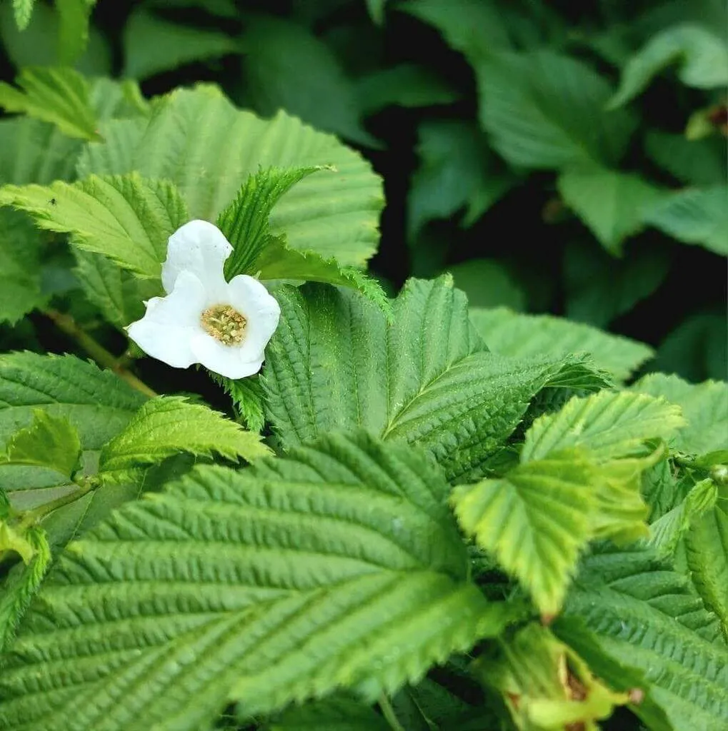 Ismerd meg a Hószírom (Rhodotypos scandens) fajtáit (Alba és Rosea), gondozási igényeit, teleltetését, öntözési módszereit. Tudd meg a metszés időpontjait és kártevők elleni védekezést!