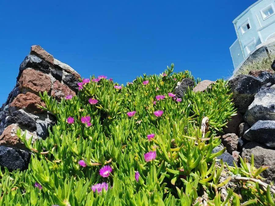 Ismerd meg a Hottentottafüge (Carpobrotus edulis) fajtáit és jellemzőit! Tudd meg hogyan kell gondozni, ültetni és védekezni a kártevők ellen. Olvasd el a teleltetés titkait is!