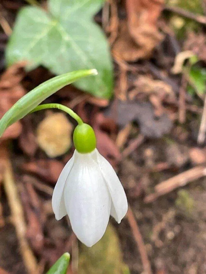 Hóvirág (Galanthus nivalis): Fajták, Ültetés, Gondozás és Betegségek