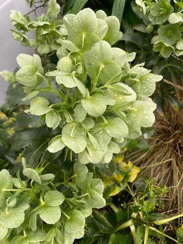 Ismerd meg a Hunyor (Helleborus argutifolius) különböző fajtáit! Tudd meg hogyan kell ültetni, gondozni és teleltetni. Olvasd el a leggyakoribb betegségeket és védekezési módszereiket!