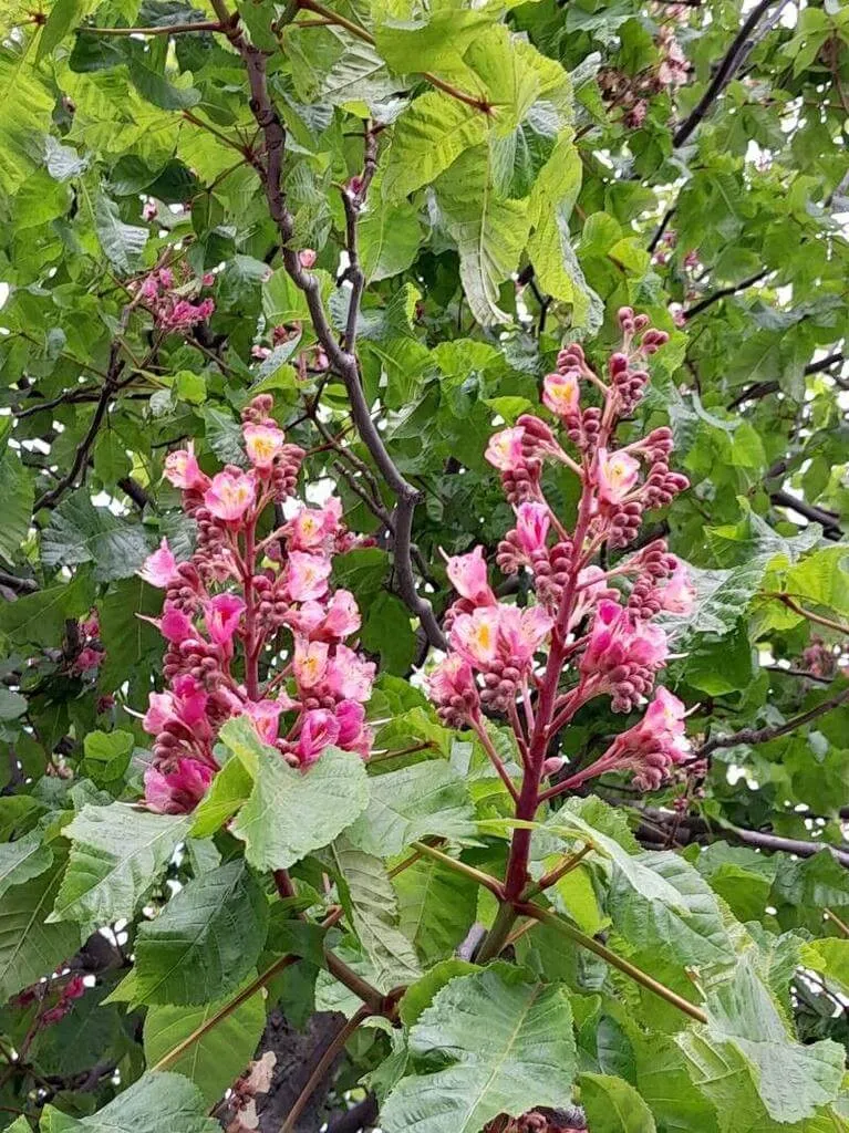 Hússzínű vadgesztenye (Aesculus × carnea): Fajták, Ültetés, Metszés és Betegségek Hússzínű vadgesztenye (Aesculus × carnea): Fajták, Ültetés, Metszés és Betegségek